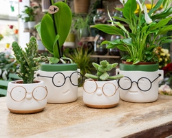 Cuidados para las plantas en el cambio de estación