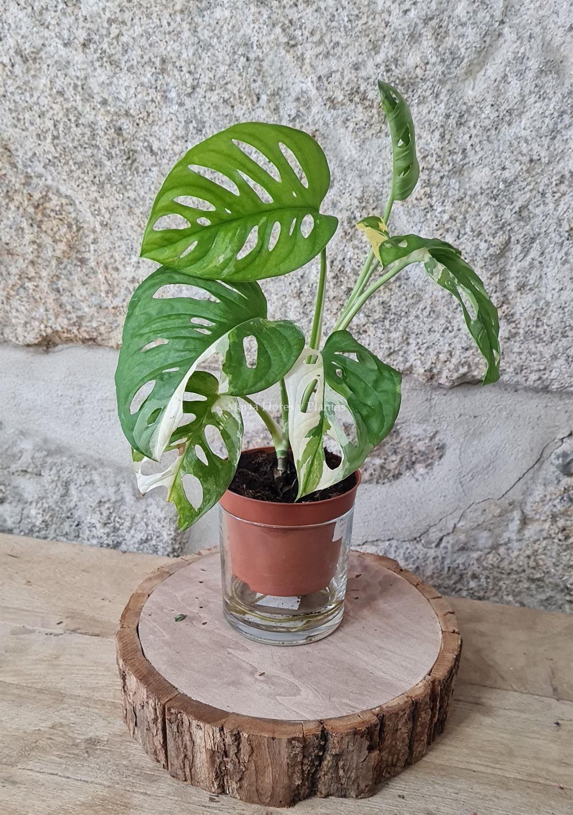 MONSTERA ADANSONI VARIEGATA - Imagen 1