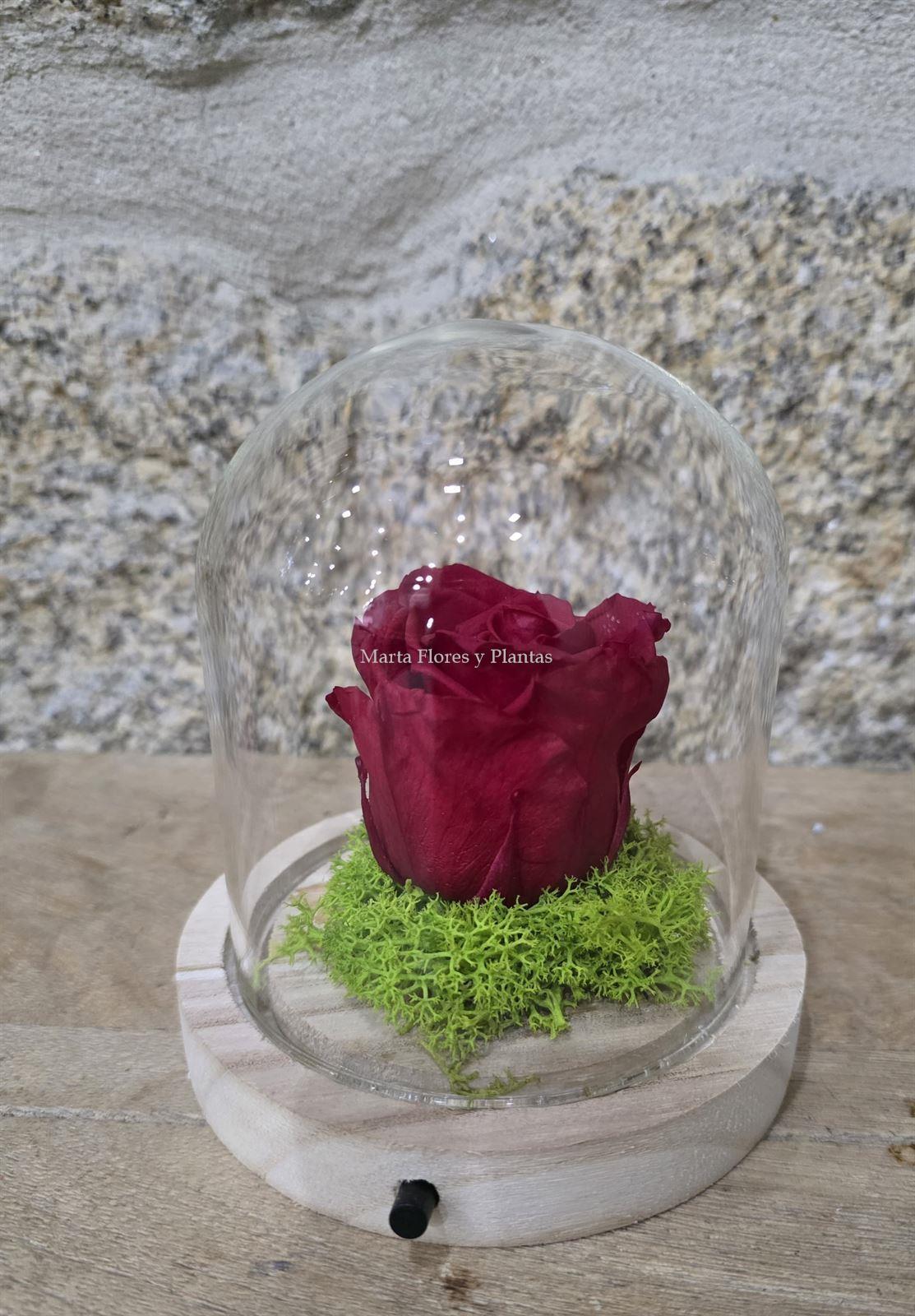 ROSA ETERNA EN CÚPULA LED - Imagen 2