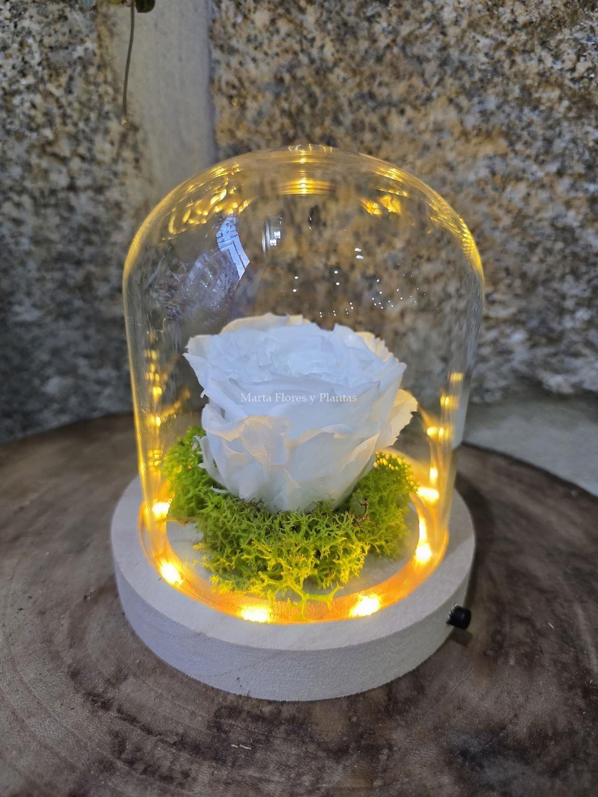 ROSA ETERNA EN CÚPULA LED - Imagen 8