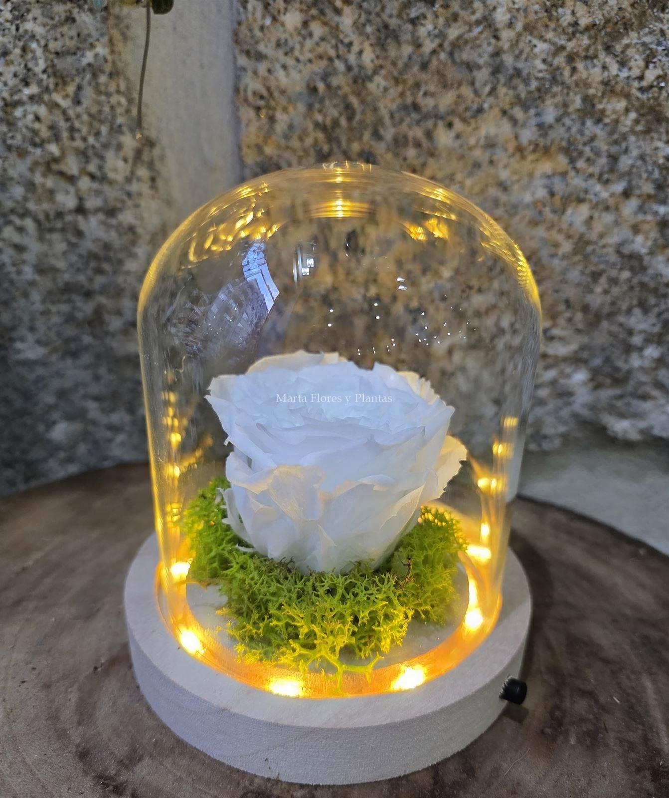 ROSA ETERNA EN CÚPULA LED - Imagen 9