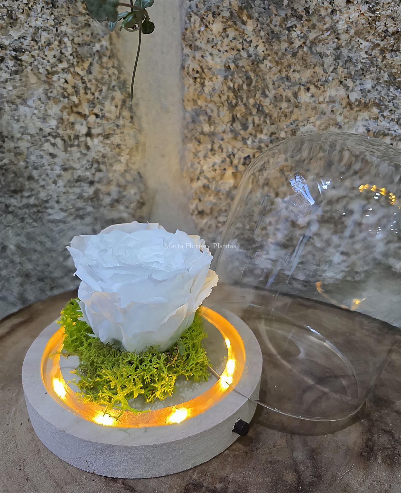 ROSA ETERNA EN CÚPULA LED - Imagen 10