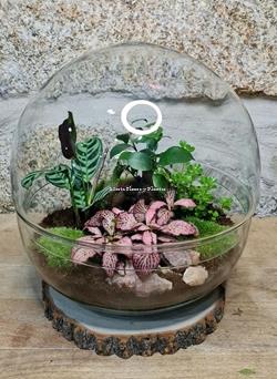 Terrario cúpula jardín - Imagen 1