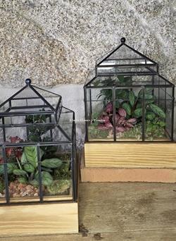 Terrario Invernadero - Imagen 1