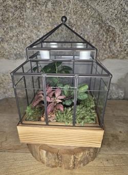 Terrario Invernadero - Imagen 2