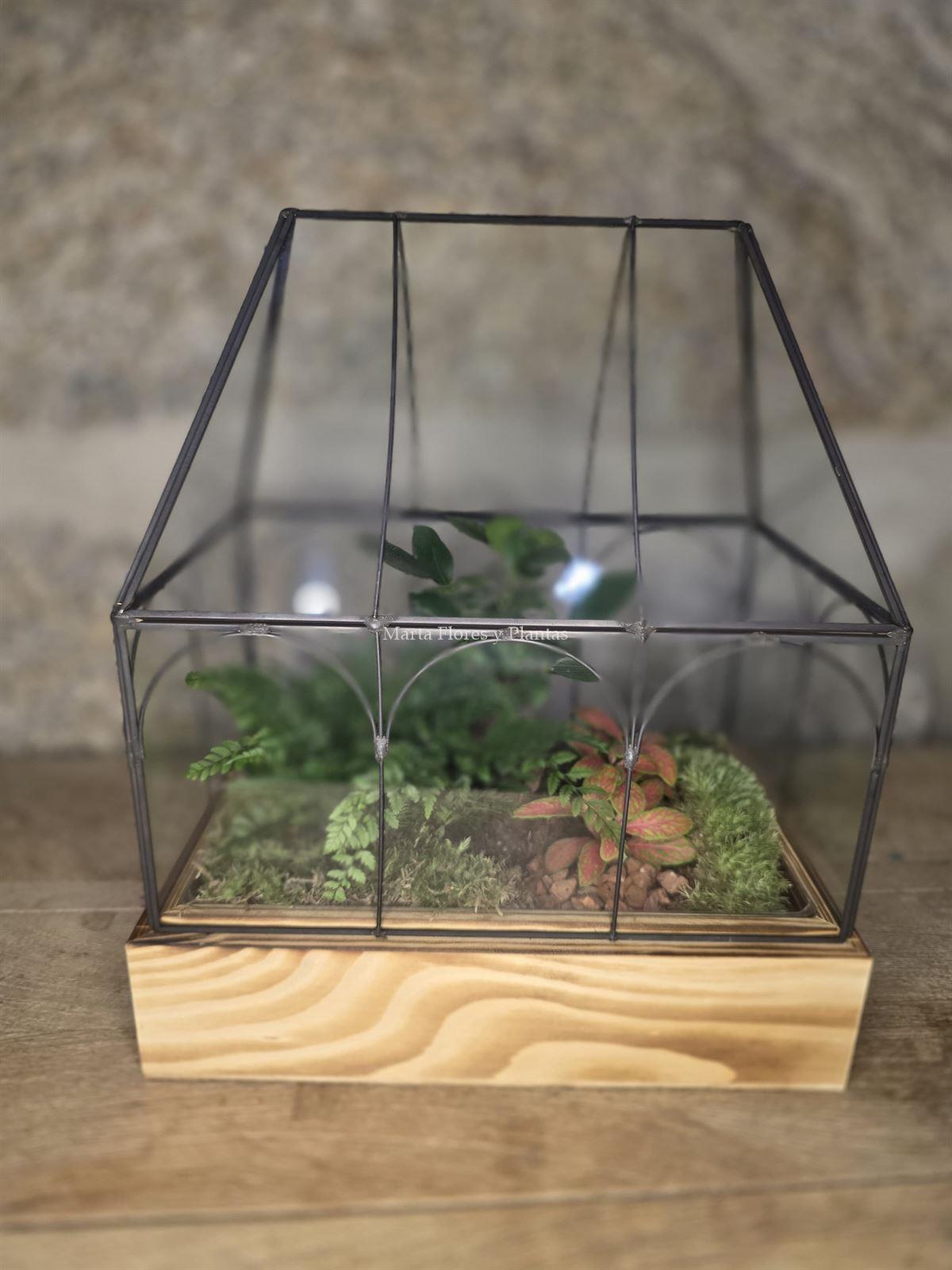 Terrario Invernadero - Imagen 4