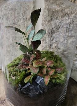 Terrario - Imagen 2