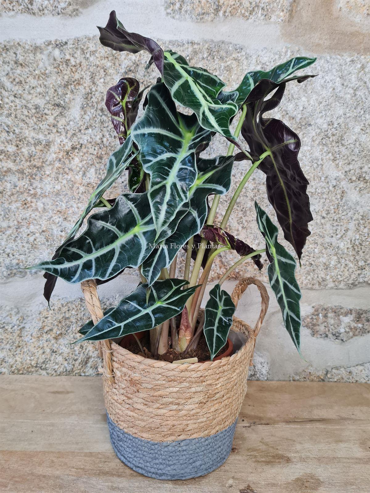 Alocasia Polly con maceta de rafia - Imagen 1