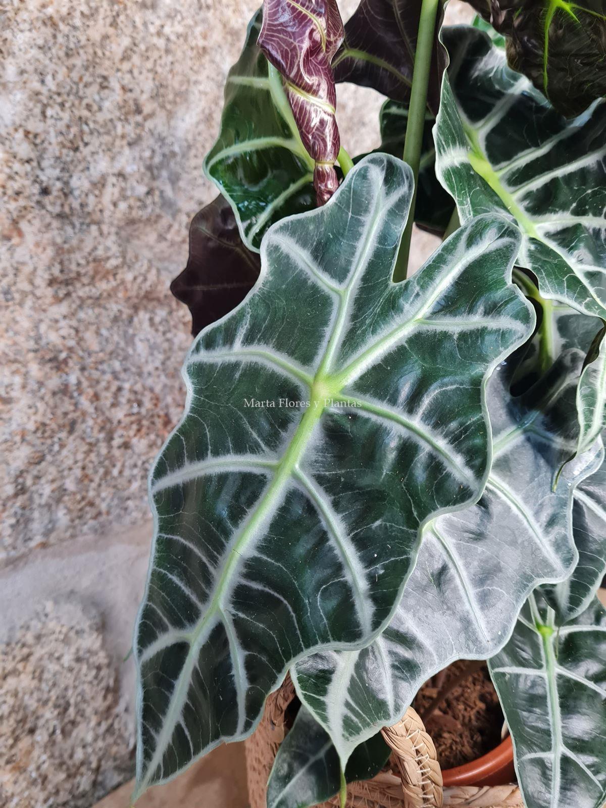 Alocasia Polly con maceta de rafia - Imagen 2