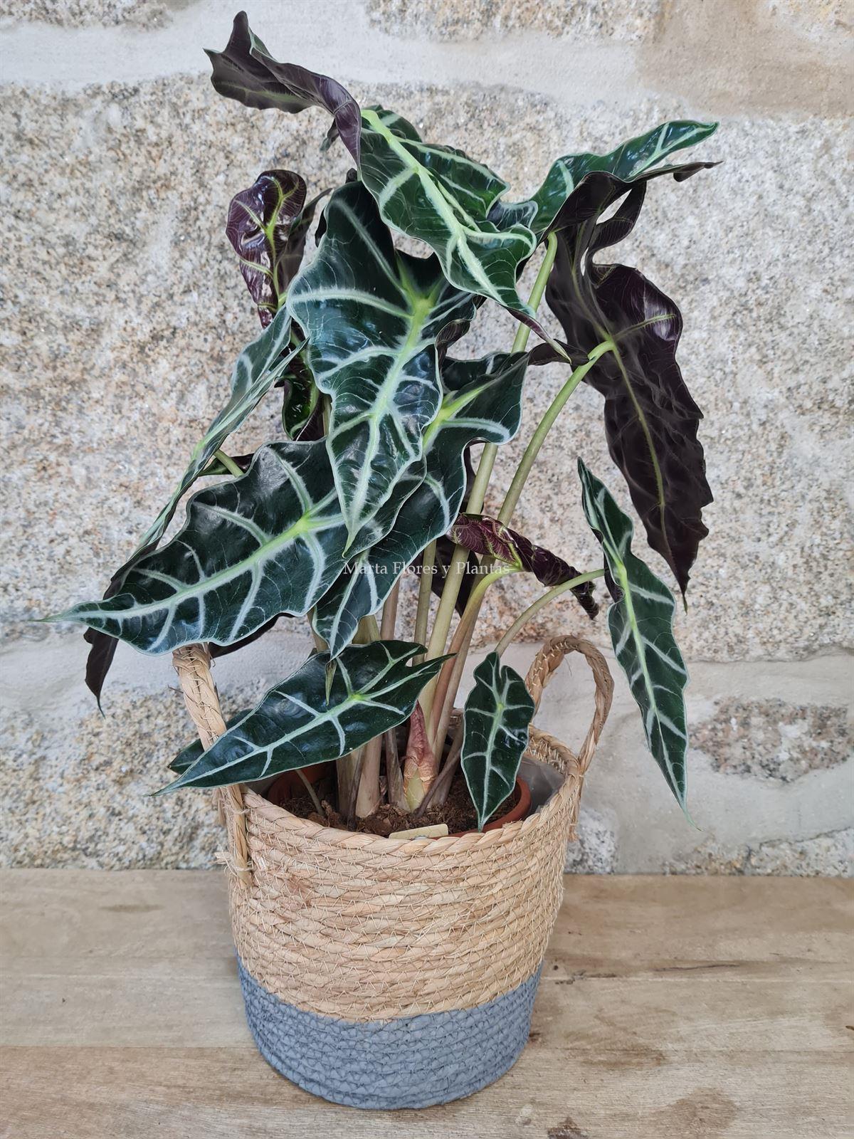 Alocasia Polly con maceta de rafia - Imagen 3