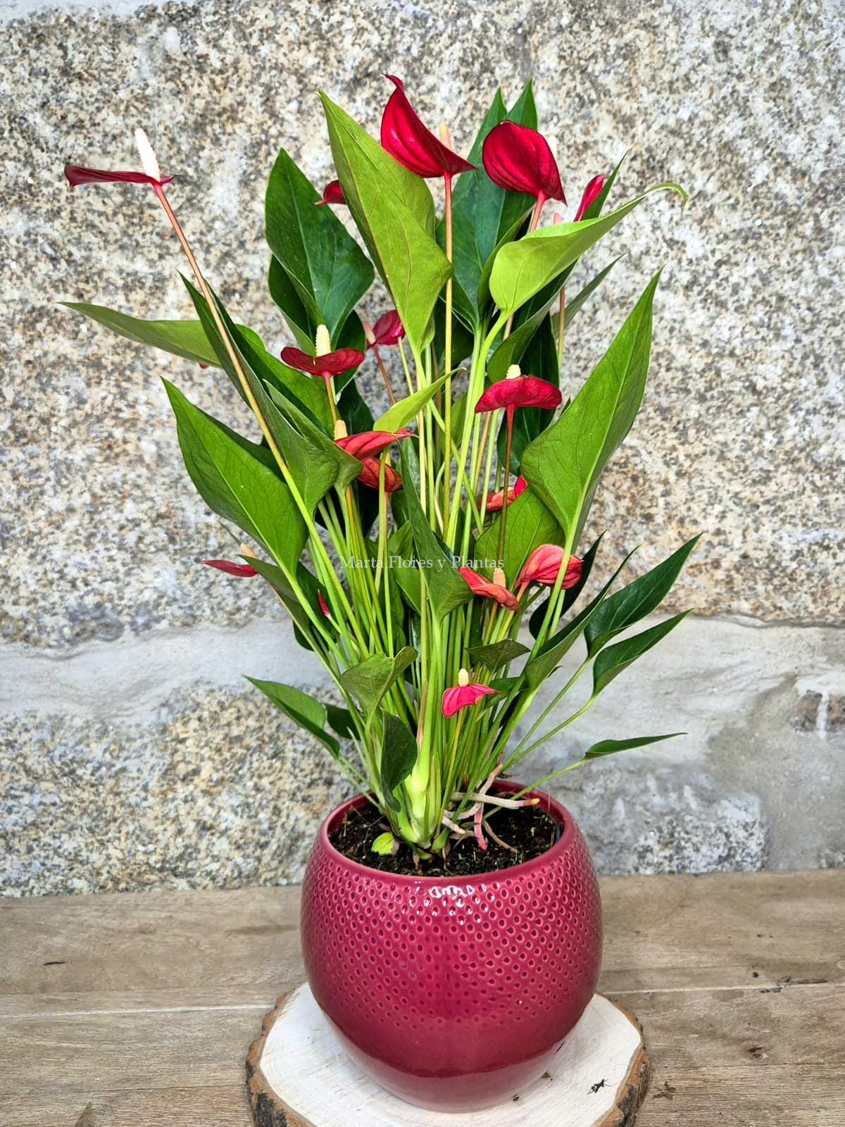 ANTHURIUM In Love ( con maceta) - Imagen 2