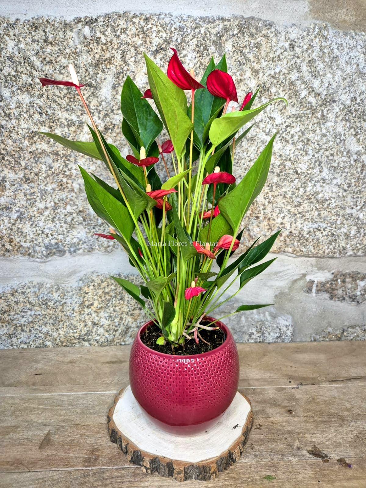 ANTHURIUM In Love ( con maceta) - Imagen 3