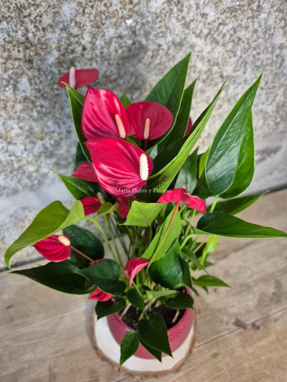 ANTHURIUM In Love ( con maceta) - Imagen 4