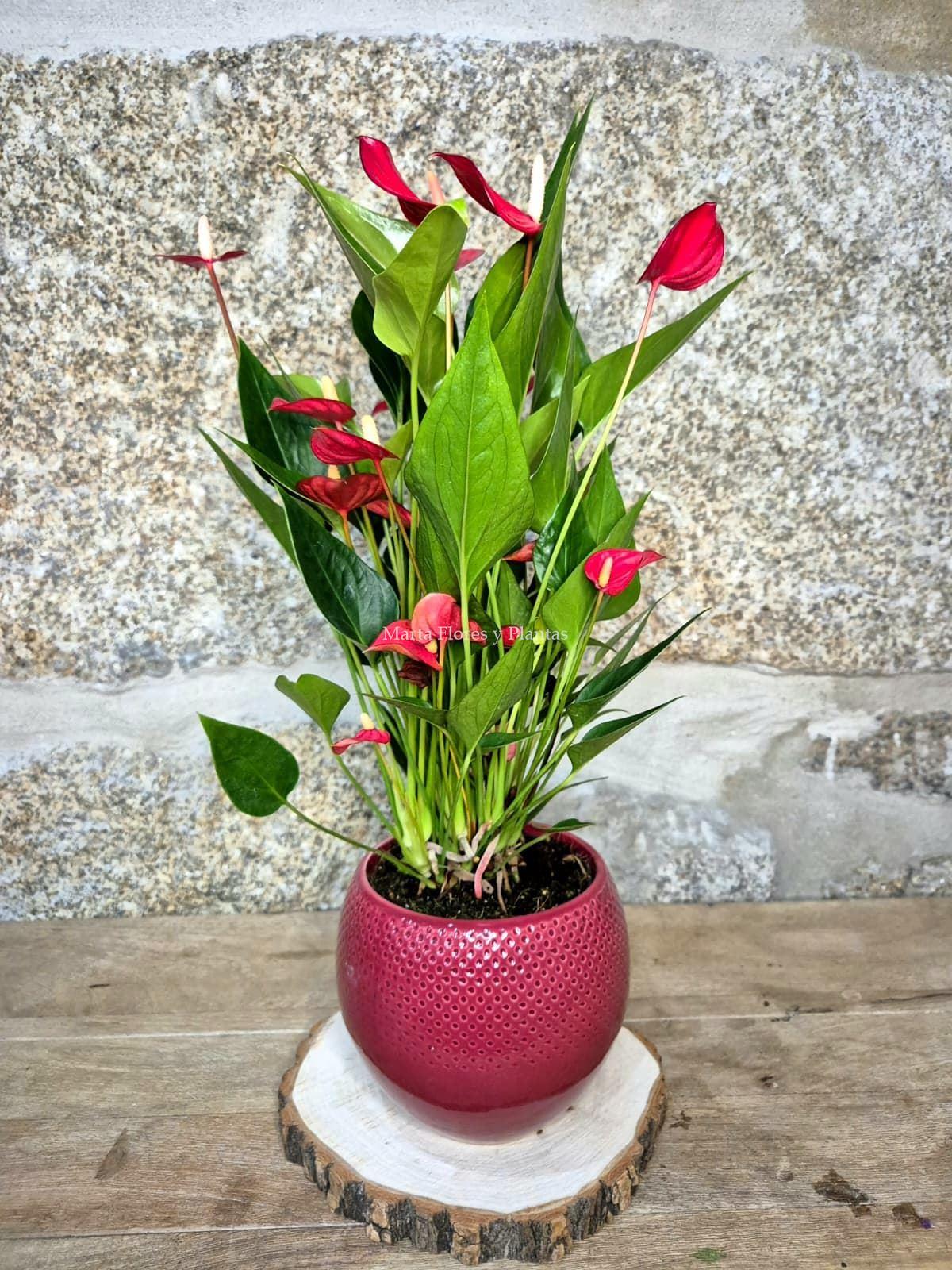 ANTHURIUM In Love ( con maceta) - Imagen 5