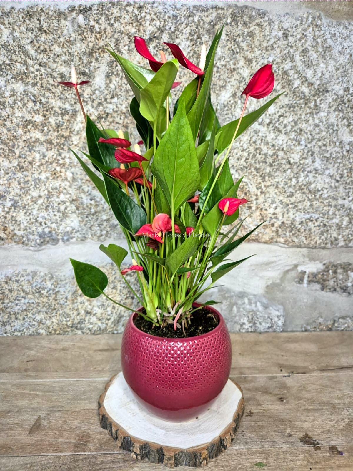 ANTHURIUM In Love ( con maceta) - Imagen 6