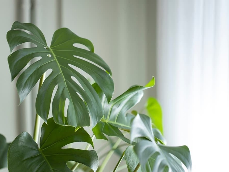 Conoce las plantas de interior en tendencia esta temporada