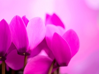 ¿Cuáles son las plantas otoñales por excelencia?