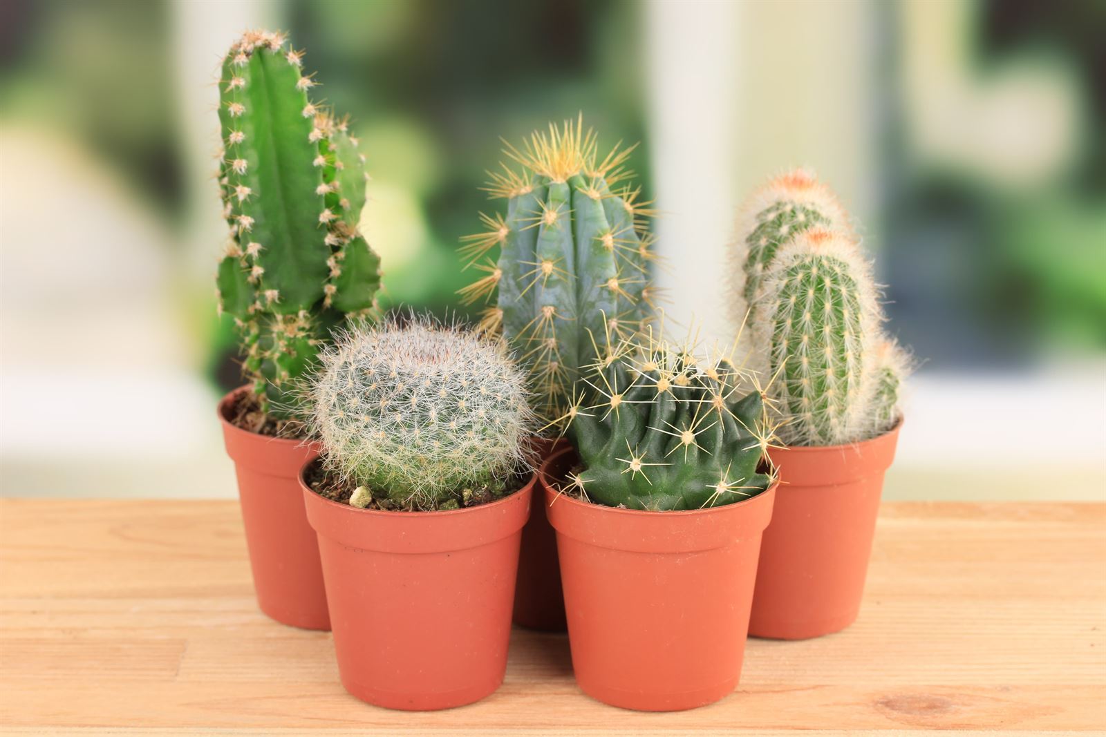 Ramo De Cactus en el Desierto - Naranja y Verde