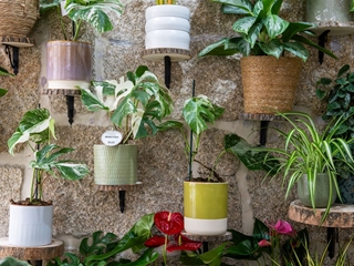 Macetas de colores para el exterior: ¿cuáles aguantan mejor el clima gallego?