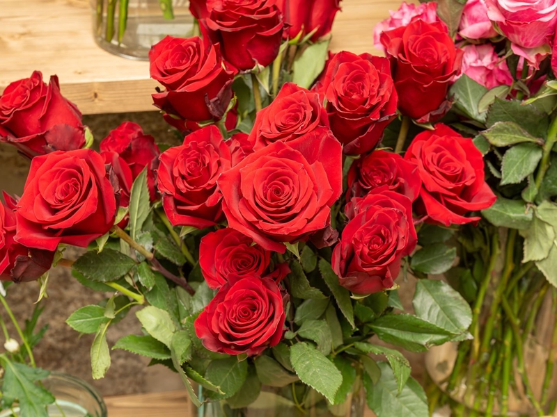 ¿No te gustan las rosas? Regala estas flores por San Valentín