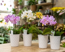Tips para decorar tu casa con flores