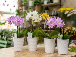 Tips para decorar tu casa con flores