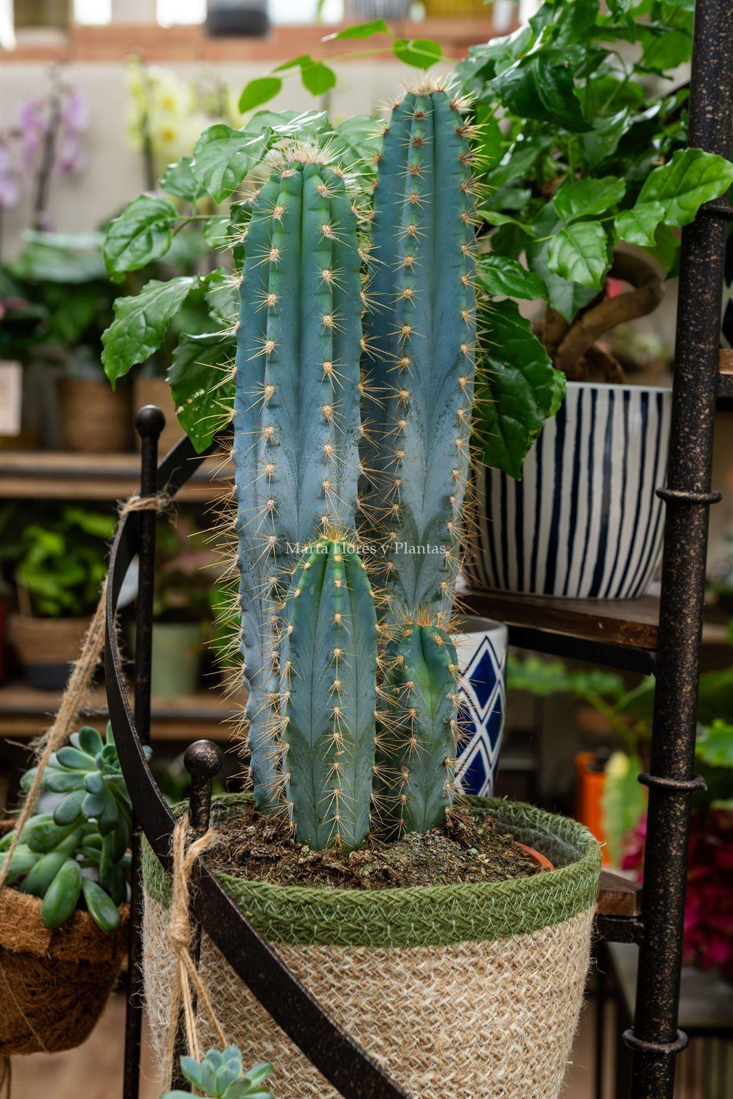 Cactus con maceta - Imagen 2