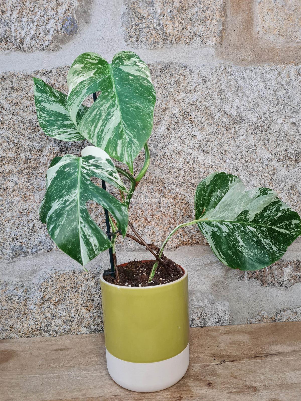 Monstera deliciosa Variegata - Imagen 3