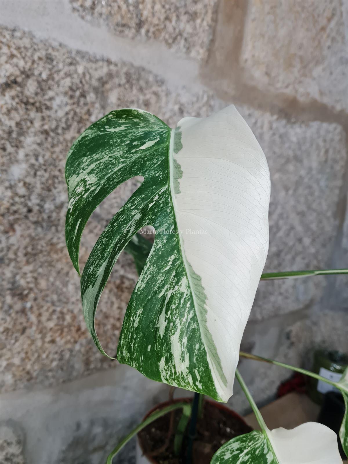 Monstera deliciosa Variegata - Imagen 4