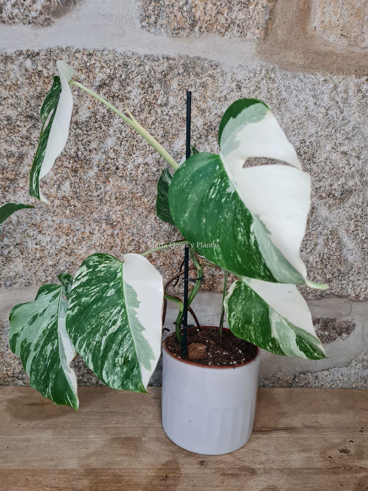 Monstera deliciosa Variegata - Imagen 5