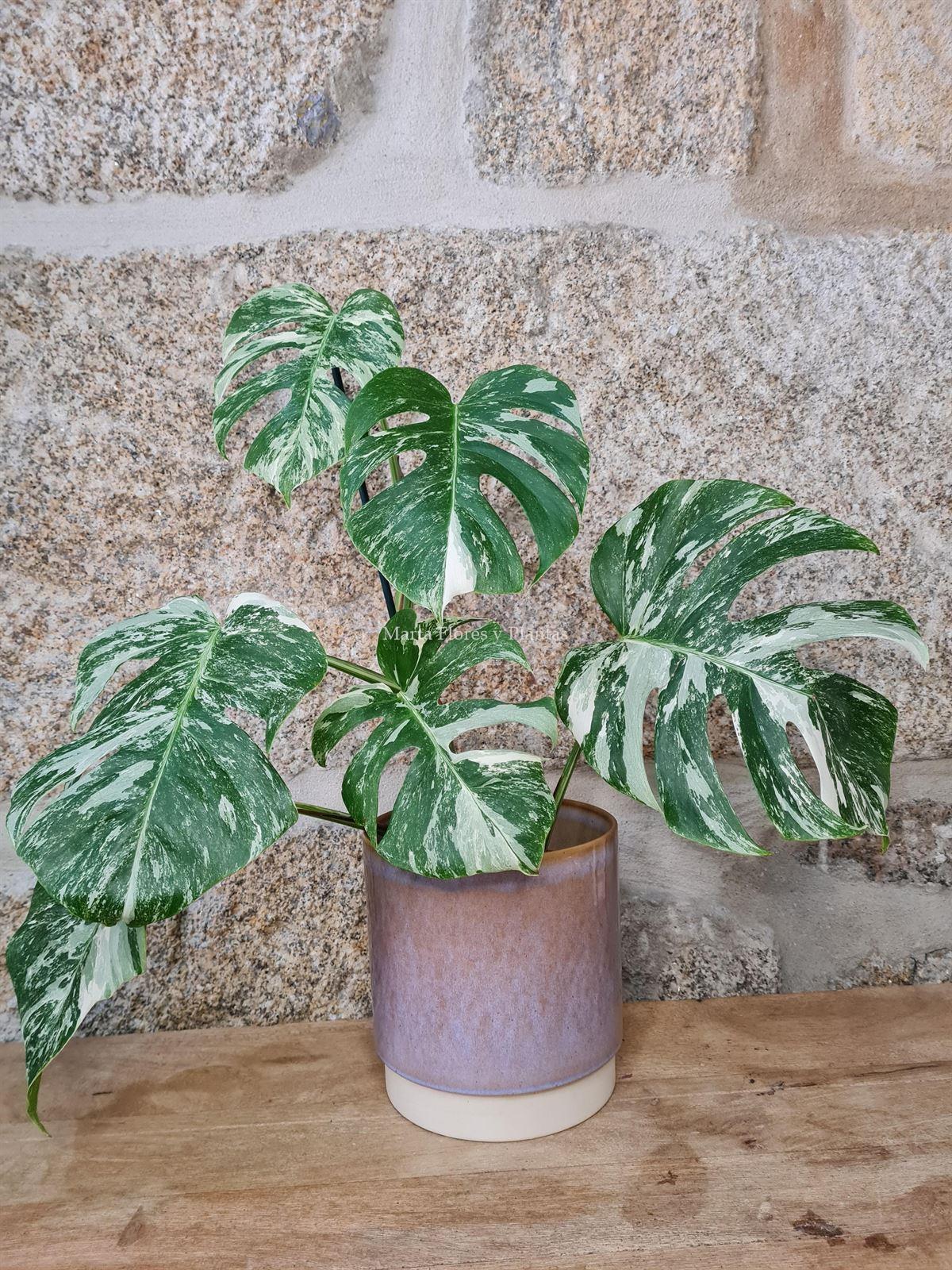 Monstera deliciosa Variegata - Imagen 6