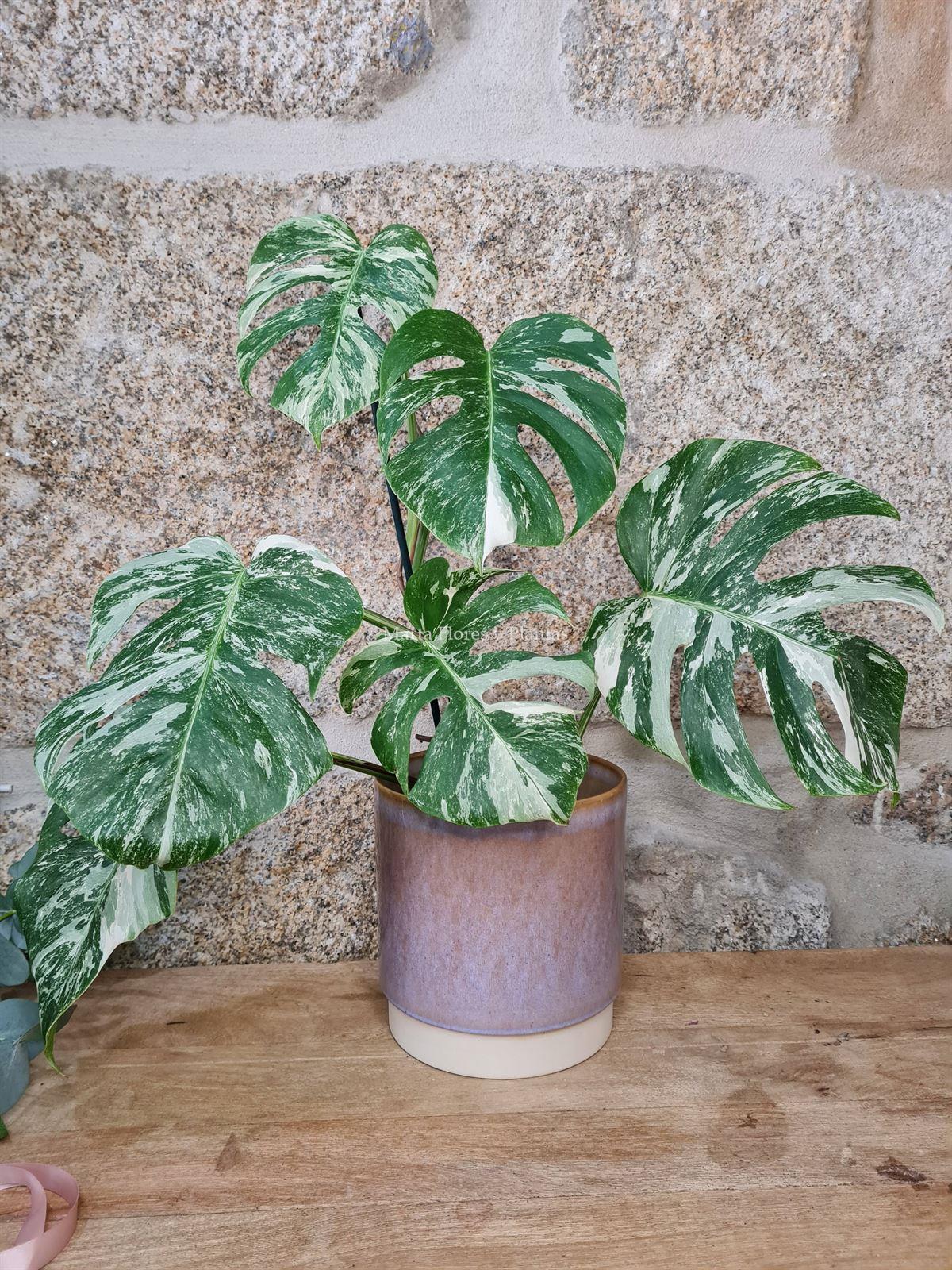 Monstera deliciosa Variegata - Imagen 7