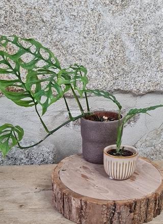 MONSTERA OBLIQUA PERU - Imagen 1