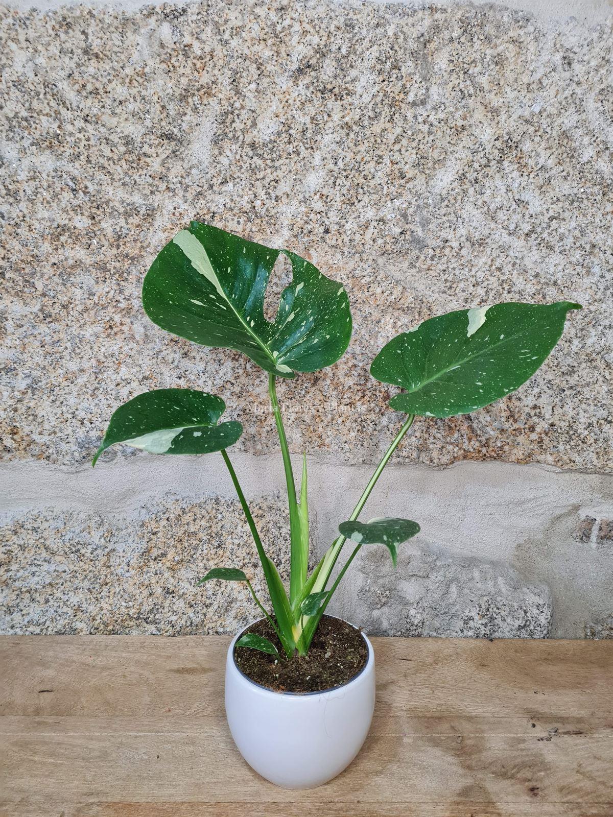 Monstera Thai Constellation - Imagen 2