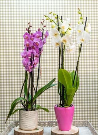 Phalaenopsis 3 - Imagen 2