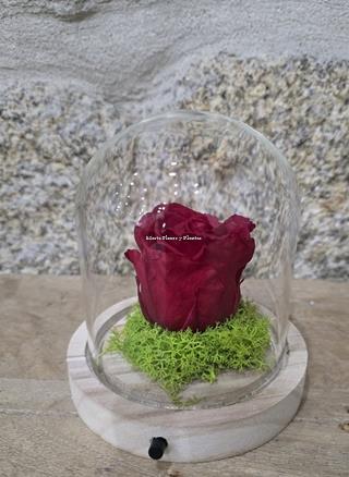 ROSA ETERNA EN CÚPULA LED - Imagen 2