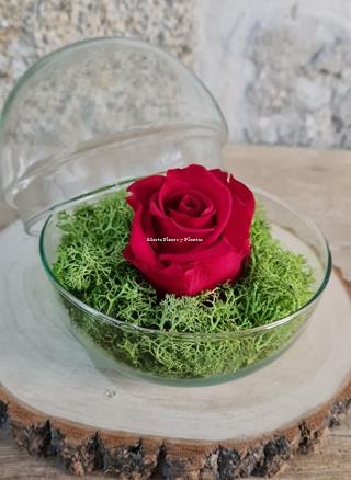 ROSA ETERNA EN CÚPULA - Imagen 2