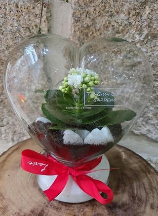 TERRARIO CORAZÓN - Imagen 2